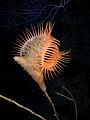 Venus flytrap sea anemone