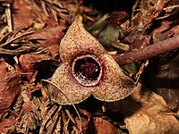 Asarum takaoi