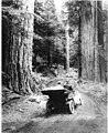 Image 22First growth or virgin forest near Mount Rainier, 1914 (from Old-growth forest)