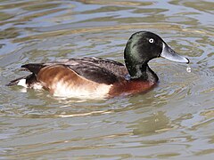 Baer's Pochard RWD4.jpg