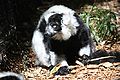 Black & White Ruffed Lemur