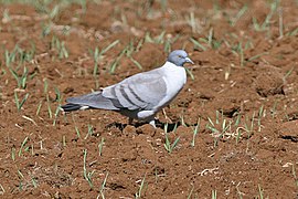 Columba leuconota