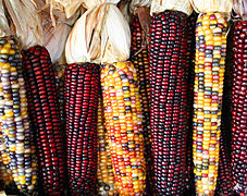 Flint corn (different coloured)