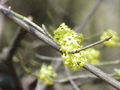 Cornus mas Thana