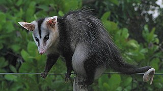 Opossum à oreilles blanches se maintenant sur un fil de fer.