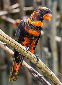 Dusky lory, by Crisco 1492