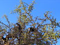 Goats feeding in a tree; Essaouira, Morocco