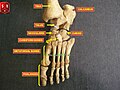 Kosti stopala - korijern stopala (tarsus), grana stopala (metatarsus) i falange prstiju