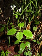 Galium paradoxum