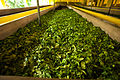 Gathered tea crops. Bogawantalawa Valley. Sri Lanka