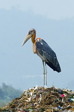 Indinis marabu (Leptoptilos dubius)