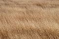 * Nomination A dry harvest-field of Goatgrass -- Alvesgaspar 00:09, 24 August 2010 (UTC) * Promotion Good. Please, correct Aegilops in the file descr. :-)--Cayambe 17:05, 24 August 2010 (UTC)