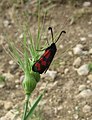 Zygaena graslini