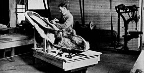 Photographie en noir et blanc d'un homme affairé auprès d'un énorme fossile dans un laboratoire.