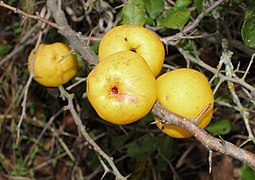 Les fruits.