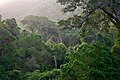 Rừng Afrocarpus falcatus gần Nature's Valley, Nam Phi.
