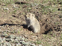 Brandt-pocok (Lasiopodomys brandtii)