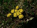 Lomatium utriculatum