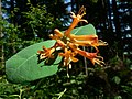 Lonicera ciliosa