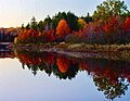 Mirror reflection of foliage