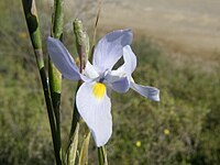 Moraea polystachya