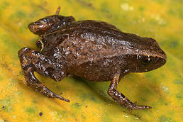 Noblella pygmaea