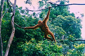 Orangutan and infant Sumatra.jpg