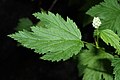 Physocarpus capitatus