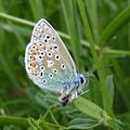 Common Blue butterfly