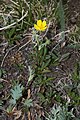 Potentilla diversifolia