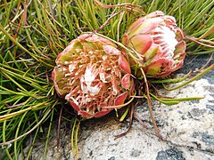 flower heads