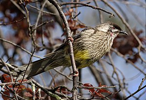 The Red Wattlebird Anthochaera carunculata also known as Barkingbird or Gillbird, is a honeyeater; a group of birds found mainly in Australia and New Guinea which have highly developed brush-tipped tongues adapted for nectar feeding. The tongue is flicked rapidly and repeatedly into a flower, the upper mandible then compressing any liquid out when the bill is closed.