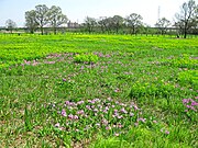 田島ヶ原サクラソウ自生地（桜区）