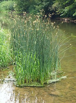 Ežerinis meldas (Schoenoplectus lacustris )