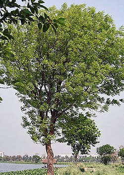 Istutettua karibianmahonkia (Swietenia mahagoni) Intiassa.