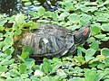 Turtle among aquatic plants