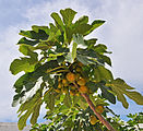 Ficus carica