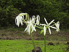 Woodrow's Lily Crinum woodrowii DSCN6755 (27) 01.jpg