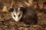 Thumbnail for File:Young Virginia Opossum.jpg