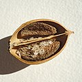 Paulovnia plstnatá; semienka v tobolke