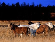 Photo d'un groupe de poneys dans de hautes herbes sèches, une forêt de résineux en arrière-plan.