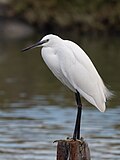 Thumbnail for File:Aigrette garzette lac de Tunis025.jpg