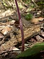 Calypso bulbosa