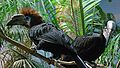 Black-casqued Hornbill