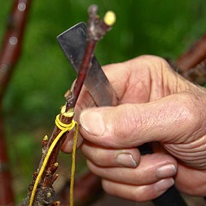 Txertaketa: zuhaitz bateko adaxka beste zuhaitz bateko enborrean txertatuz