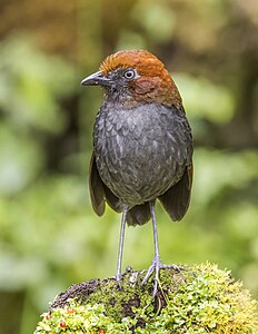 Chestnut-naped antpitta, by Charlesjsharp