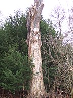 Dead tree left standing, Banstead Woods, Surrey