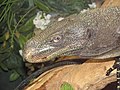 Crocodile Monitor