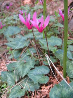 Vårcyklamen (Cyclamen repandum)