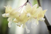 Dendrobium crabro